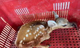 Polícia Militar resgata filhote de cervo em Castelo do Piauí