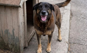 Entenda o caso de Orelha, o cão que foi brutalmente assassinado por adolescentes