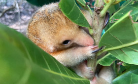 Comunidades do Delta do Parnaíba ajudam a proteger o tamanduaí, menor e menos conhecido tamanduá do mundo
