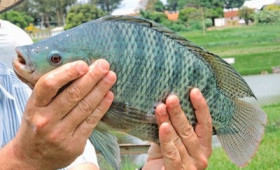 Codevasf promove V Seminário Piauiense de Piscicultura para fortalecer a aquicultura no estado