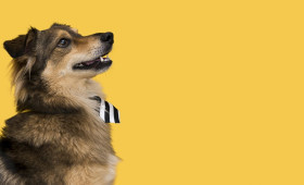 Cinomose: como deve ser feita a prevenção da doença nos pets?