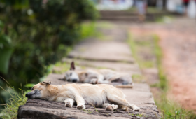 Projeto de lei prevê criação de banco de ração para animais domésticos
