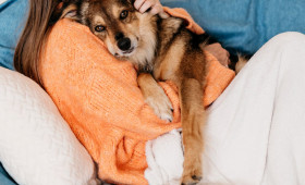 Gravidez psicológica em animais: sinais, riscos e cuidados