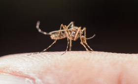 “Sangue doce” existe? Descubra se algumas pessoas realmente atraem mais mosquitos do que outras