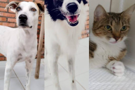 Convulsão em cães e gatos; entenda melhor