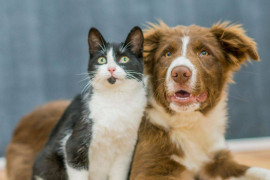 Páscoa consciente: veterinária orienta sobre não dar chocolate para cães e gatos