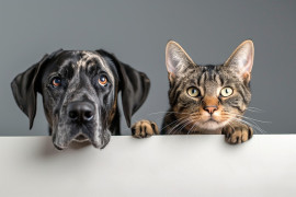 Teresina realiza mutirão de castração gratuita para cães e gatos no Parque Dirceu Arcoverde