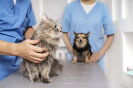 Estudantes de Medicina Veterinária participam de campanha de vacinação contra raiva