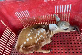 Polícia Militar resgata filhote de cervo em Castelo do Piauí