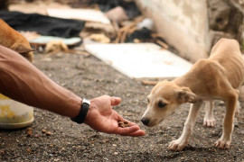 SEMARH lança canal especializado para denúncia de maus-tratos a animais no Piauí