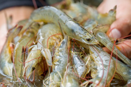 Produção de camarão no Piauí cresce 23% e movimenta R$ 85 milhões em 2024