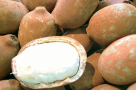 Janeiro Seco: drink de cupuaçu sem álcool é alternativa saudável