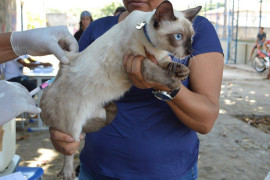 Vacinação de cães e gatos contra raiva acontece neste sábado (03) na Zona Sul e Sudeste de Teresina