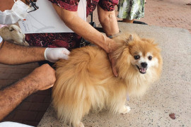 Mais de 82% dos animais das zonas Sul e Sudeste foram vacinados contra a raiva