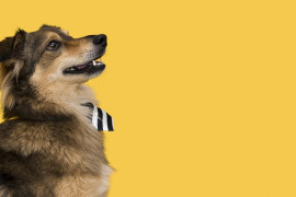 Cinomose: como deve ser feita a prevenção da doença nos pets?