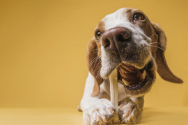 Dar osso para cachorro: pode ou é proibido?