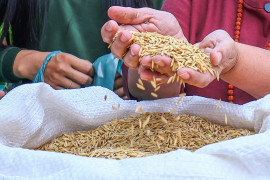 Secretaria da Agricultura Familiar do Piauí inicia distribuição de sementes de arroz