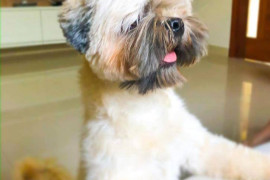 Artigo: O que fazer quando seu cão o gato foge?