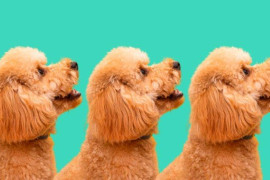 Saiba quais são os nomes mais comuns dos pets dos brasileiros