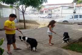 Problemas emocionais em cães e gatos o que é preciso saber