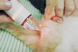 Medicina veterinária  integrativa - saiba a importância dela na saúde do seu cão e gato