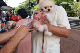 Teresina atinge mais de 84% dos animais vacinados contra a raiva