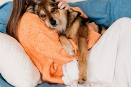 Gravidez psicológica em animais: sinais, riscos e cuidados