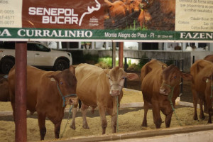 Expoapi 2024 inicia neste domingo (1°) com programação para todos os públicos