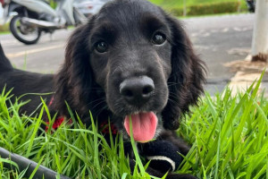 Piauí recebe filhotes de Cocker que serão treinados para atuar na segurança do Piauí