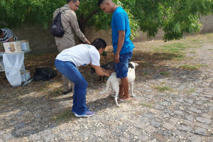 FMS divulga postos de vacinação antirrábica para etapa urbana nas zonas Norte e Leste neste sábado (9)
