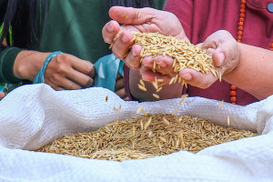Secretaria da Agricultura Familiar do Piauí inicia distribuição de sementes de arroz