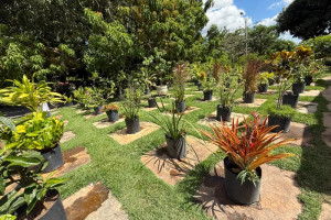 Viveiro de Plantas da Zona Leste de Teresina disponibiliza mudas gratuitas para a população