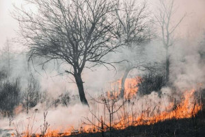 Piauí registra redução de 11% nos incêndios