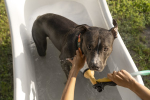 BRO-BRÓ afeta a qualidade de vida dos pets