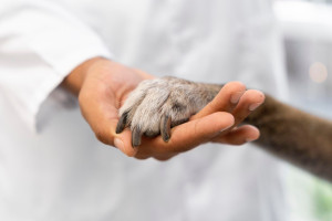 PICNIC do Veterinário reforça cuidados aos animais e arrecada recursos para a APIPA