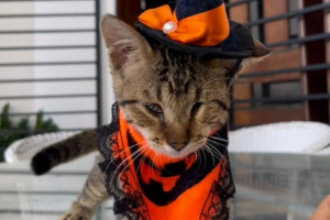 Gato vem a óbito após ataque de cães soltos em Teresina; tutora denuncia omissão e pede justiça