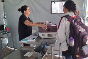 Castração gratuita chega à zona sudeste de Teresina