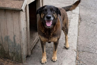 Entenda o caso de Orelha, o cão que foi brutalmente assassinado por adolescentes