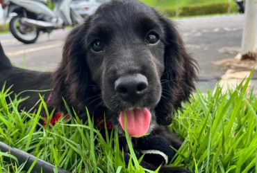 Piauí recebe filhotes de Cocker que serão treinados para atuar na segurança do Piauí
