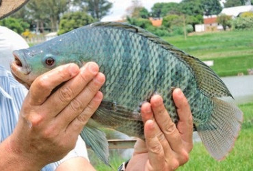 Codevasf promove V Seminário Piauiense de Piscicultura para fortalecer a aquicultura no estado