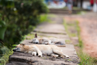 Projeto de lei prevê criação de banco de ração para animais domésticos