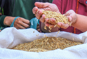 Secretaria da Agricultura Familiar do Piauí inicia distribuição de sementes de arroz