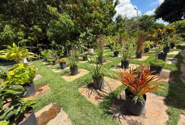 Viveiro de Plantas da Zona Leste de Teresina disponibiliza mudas gratuitas para a população